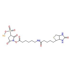 鈉2,5-二氧代-1-[(6-{[5-(2-氧代六氫-1H-噻吩并[3,4-d]咪唑-4-基)戊酰]氨基}己酰)氧基]-3-吡咯烷磺酸酯結(jié)構(gòu)式_191671-46-2結(jié)構(gòu)式